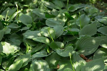 Purple calyx of Chinese herbal medicine grown in the botanical garden of Nantong Museum, China
