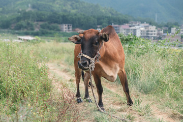 Cattle grazing in the wild