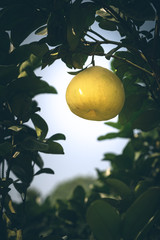 The grapefruit in the orchard is ripe, and it's very beautiful hanging on the tree