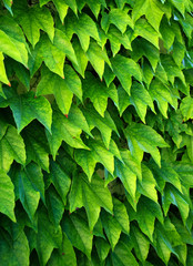 ivy on the wall, ivied wall, covered with ivy