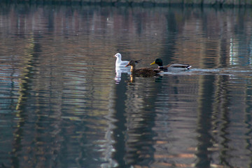 ducks on the lake