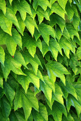 ivy on the wall, ivied wall, covered with ivy