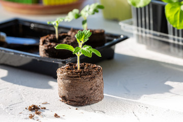 Young tomato seedling sprouts in the peat tablets. Gardening concept.