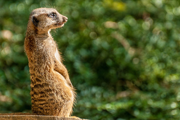 Erdmännchen