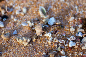 macro shot of a lively mollusk moving along the sand at Hikkaduwa Beach in Sri Lanka