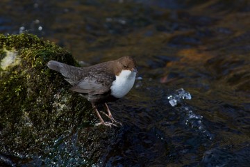 White-throated dipper on a creek in Sweden
