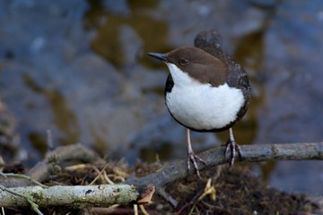 White-throated dipper on a creek in Sweden