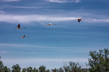 Some pink flamingos fly over the calm waters of the pond.