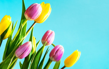 Spring flowers background. Tulip flowers on aqua blue background. Spring banner, flyers, card...
