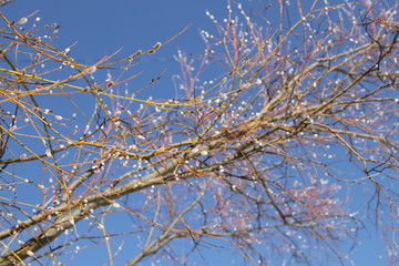 Obraz premium Branches of a blossoming willow on a background of blue sky