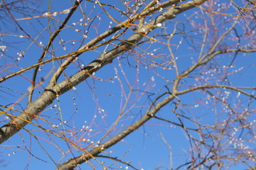 Fototapeta na wymiar Branches of a blossoming willow on a background of blue sky