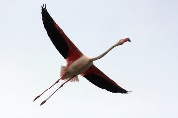 Flying  pink flamingo © Giovanni