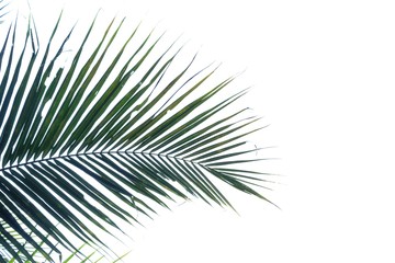 Coconut tree leaves with branches on white isolated background for green foliage backdrop and copy space 