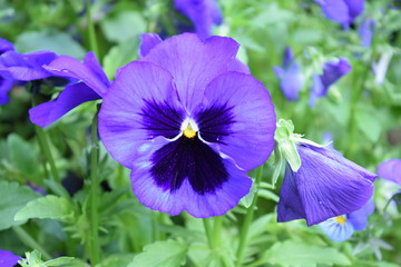 Fototapeta na wymiar Beautiful purple flower in the garden
