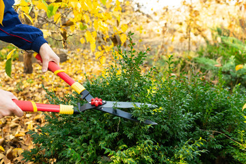 A girl cuts branches from a boxwood Bush with a garden pruner. Autumn work in the garden.
