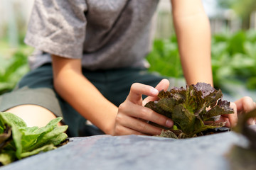 Little hand take care vegetable on soil