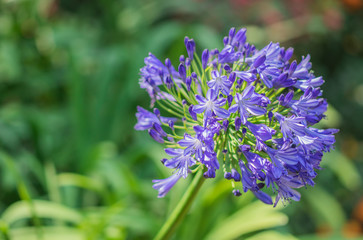 Blue Agapanthus flower, African lily, Blue African lily, Lily of nile is blooming on stem in the garden
