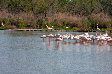 Naklejka premium A colony of pink flamingos pause in the calm waters of the pond.