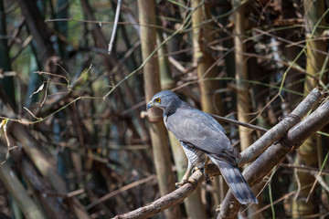 Accipiter badius