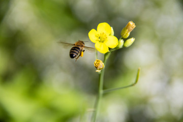 Biene im Anflug