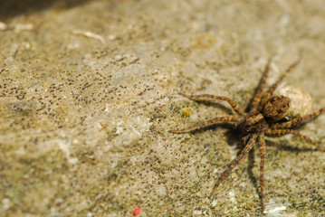 Spinne