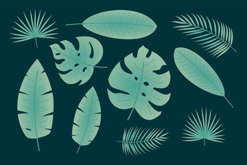 Set of tropical leafs like palm, monstera, banana.