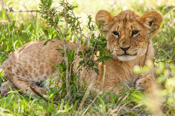 leona tumbada a la sombra en la savana africana safari por kenia, africa