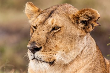 El león (Panthera leo) es un mamífero carnívoro de la familia de los félidos ámbito de distribución africano