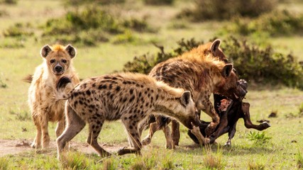 Manada de hienas devorando a sus presas