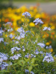 cape leadwort, white plumbago, Sky Flower, bunch of indigo flowers, blue color in garden on blurred...