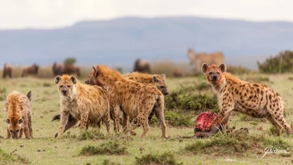 Foto op Plexiglas Hyena Kudde hyena& 39 s die hun prooi verslinden