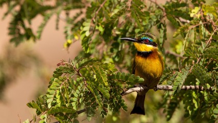 ave exótica de africa con el cuerpo amarillo, verde y negro