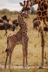 Jirafa bebé con su madre en la selva africana, safari por africa central