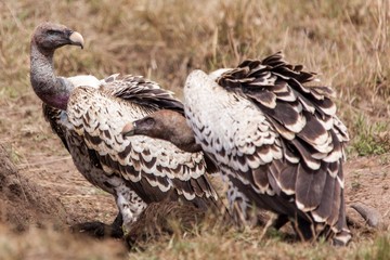 Aves exoticas africanas parecida al aguila