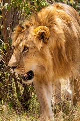 leon rugiendo en la selva africana