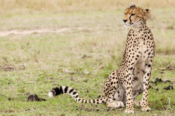 Guepardo africano sentado mitad de la sabana africana 
