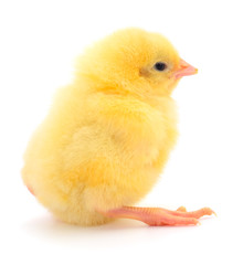 Fototapeta premium One yellow chicken.