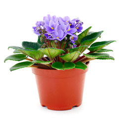  Saintpaulia in a pot.