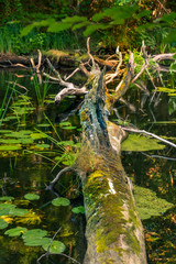 Krakower See, Kuchelmiß, Krakow am See, Mecklenburgische Seenplatte, Nebeldurchbruchtal