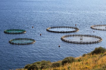 Obraz premium Aquaculture settlement, fish farm with floating circle cages around bay of Attica in Greece.