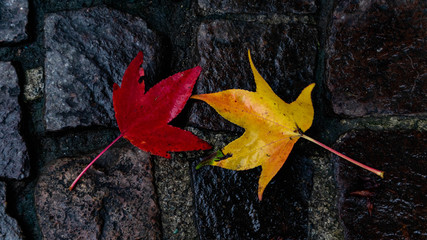 red maple leaf in autumn