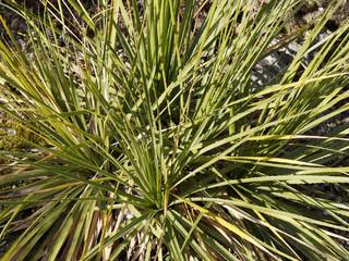 Dasylirion texanum oder sotol. An evergreen desert plant, native from rocky limestone in...