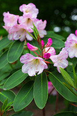 Beautiful macro pink flowers Rhododendron schlippenbachii. Branch of a beautiful flowering shrub of rhododendron with bright juicy green leaves. Spring plants in bloom, closeup.