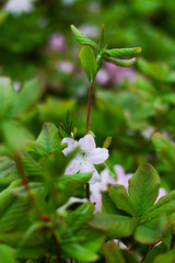 Obraz premium Beautiful macro white flowers Rhododendron schlippenbachii. Branch of a flowering shrub of rhododendron with bright juicy green foliage. Gently spring plants in bloom, closeup. Selective focus