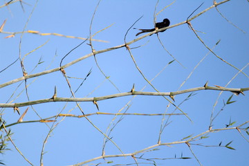 Black Drongo bird with two tails sitting on tree branch on the morning and blue sky on the background