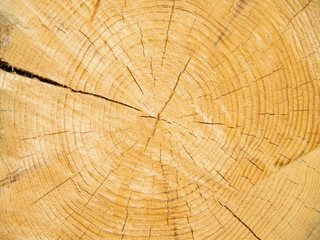 Closeup saw cut of a big light tree with cracks.