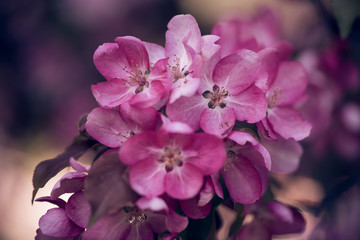 Fototapeta na wymiar Defocus blur background of first spring young blooming buds of pink flowers of apple tree
