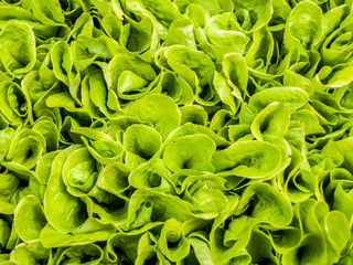 green curly lettuce