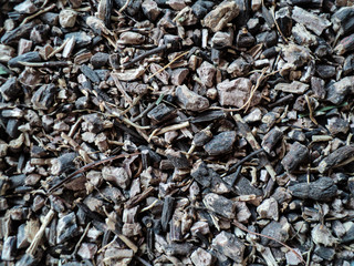 Nature. Bloodroot chopped root. Cinquefoil root, Sanguinaria canadensis, Rhizomes. Chopped root. Macro closeup Flat top view. texture background