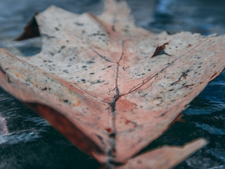 Single Autumn Leaf